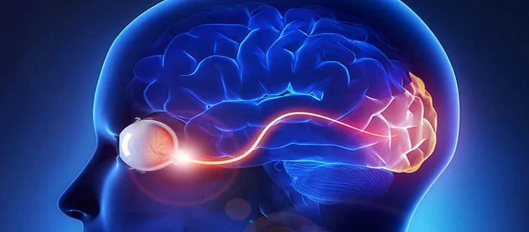 Optic Nerve Regeneration